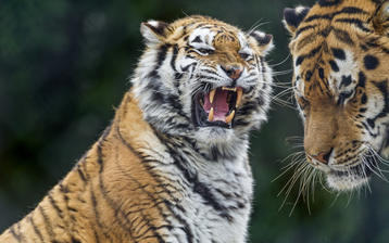 

HD обои животные 1680x1050, тигры

