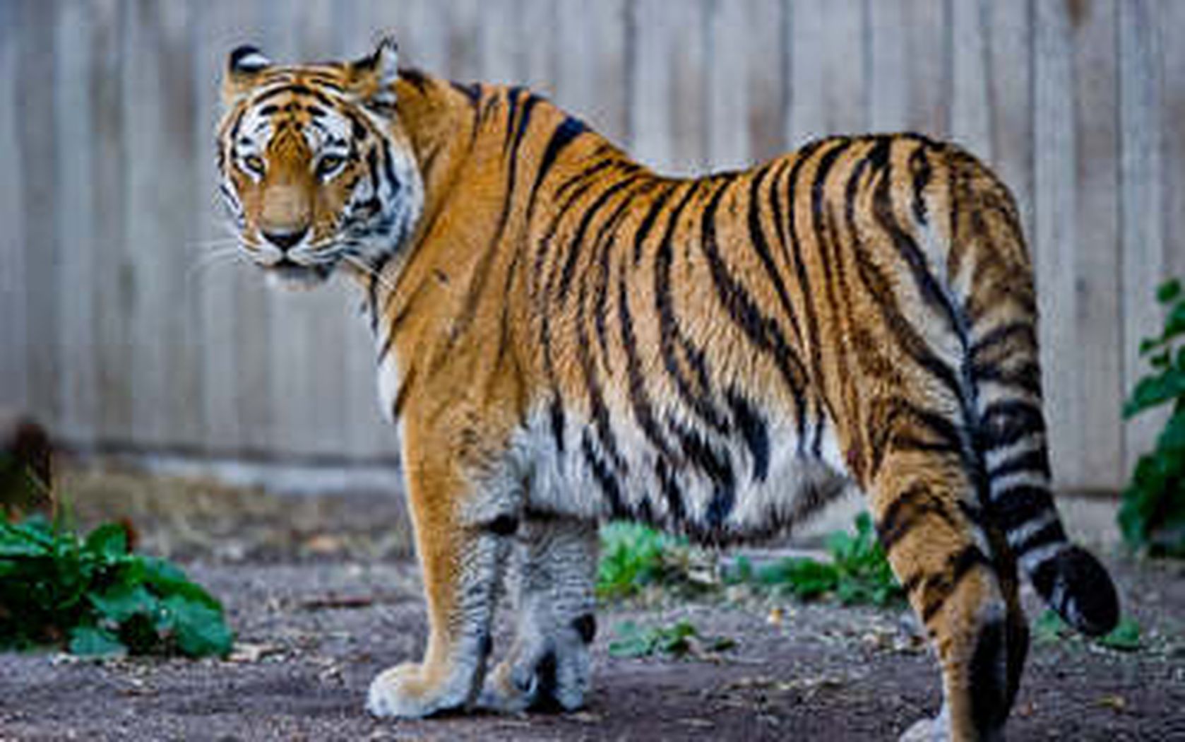 

Широкоформатные HD обои тигры 1680x1050

