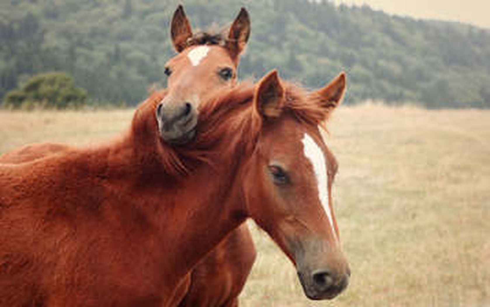 

Качественные HD обои кони 1680x1050

