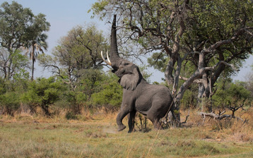 

Обои животные слон хобот 1680x1050

