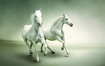 

Заставки звери лошади 1680x1050

