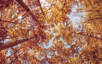 

HD обои 1680x1050 осень, фото деревья, небо


