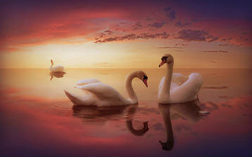 

Картинки птицы лебеди, красота скачать бесплатно обои высокого качества

