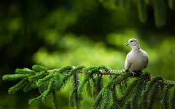 

Обои птицы 1680x1050 белый голубь на рабочий стол скачать бесплатно высокого качества.

