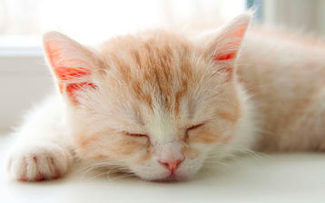 

Обои котята 1680x1050, рыжий, спит на рабочий стол скачать бесплатно высокого качества.

