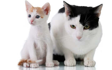 

Широкоформатные HD обои котята 1680x1050

