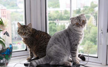 

Широкоформатные HD обои коты 1680x1050


