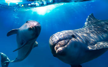 

Обои млекопитающиеся умные дельфины 1680x1050

