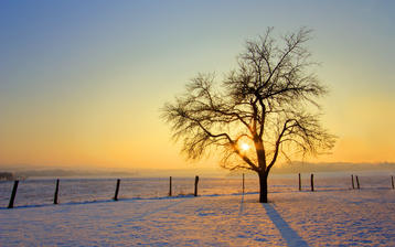 

Фото зима, дерево, фото заснеженное поле

