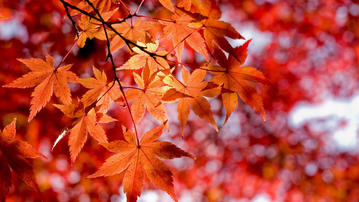 

Заставки осень, фото красные листья, небо

