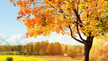  Обои осень, фото одинокое дерево 