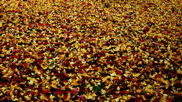  Обои осень, фото опавшие листья 1920x1080 
