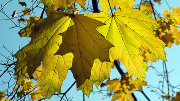  Красивые обои осень, картинки желтые листья 1920x1080 
