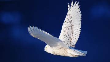 

Широкоформатные HD обои птицы белая сова 1920x1080 на рабочий стол скачать бесплатно.


