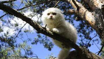 

Фото котята, пушистый, белый, дерево

