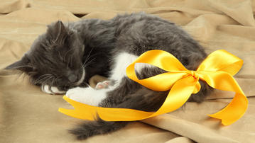 

Картинки котята, желтый бантик, спит

