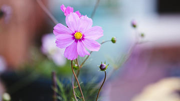 

Фото цветы, сиреневый цветочек

