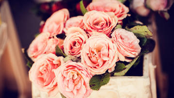 

HD картинки цветы 1920x1080, розовые розы

