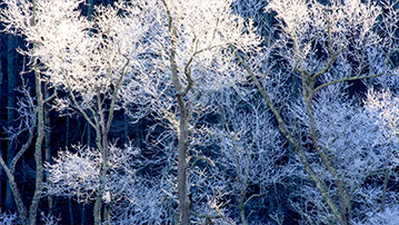

Заставки зимний лес 1920x1080 

