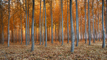 

Фото лес, березовая роща, осень

