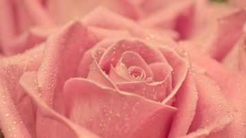 

Заставки любовные красивая роза

