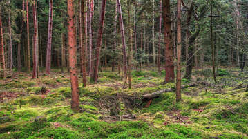 

Фото лес лесные пейзажи

