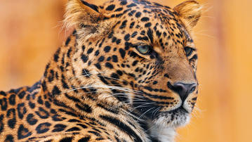 

HD обои 2560x1440 животные, леопард

