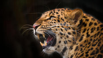 

Фото звери, леопард, злость, клыки

