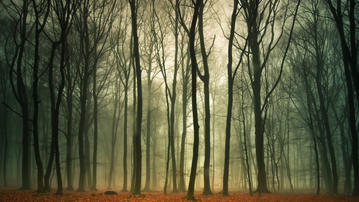 

Обои осень, туман, фото мрачный лес

