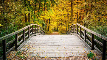 

Фото осень, обои деревянный лес, желтый пейзаж


