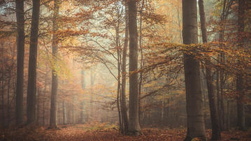 

Картинки осень, фото мрачный лес, туман

