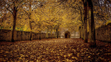 

Заставки осень, фото опавшие листья, аллея


