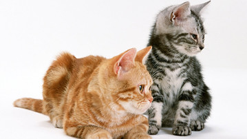 

Обои котята серый рыжий полосатый

