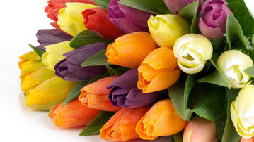 

Обои цветы 2560x1440, тюльпаны

