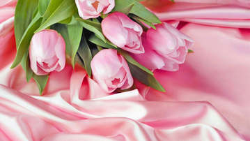 

HD обои 2560x1440 цветы тюльпаны

