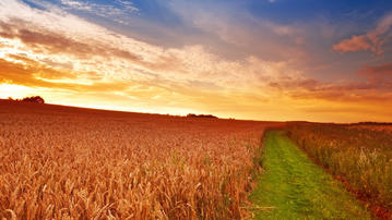 

Фото лето, поле, пшеница, колосья

