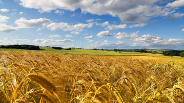 

Заставки поле обои пшеница колос

