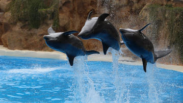 

HD картинки рыбы 2560x1440, дельфины, прыжки

