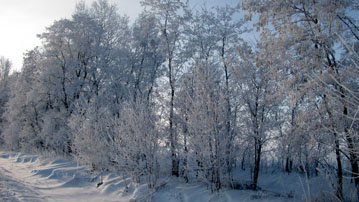

Обои зима дорога, фото иней деревья

