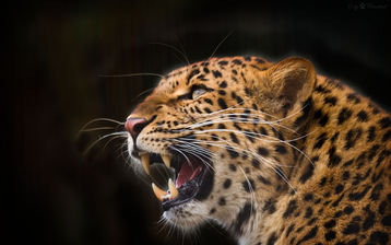 

Фото звери, леопард, злость, клыки

