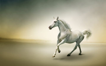 

животные HD заставки, белый конь

