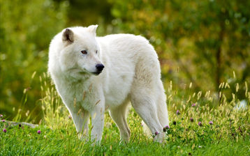 

фото животные, белый волк

