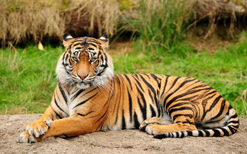 

Обои животные, хищник, тигр 2560x1600 на рабочий стол скачать бесплатно высокого качества.

