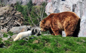 

HD обои животные медведи


