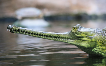 

Обои животные рептилия крокодил

