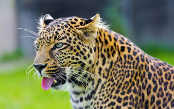 

Обои животные леопард язык

