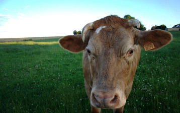 

Обои животные корова бык трава

