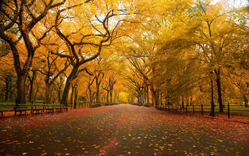 

Обои осень, фото желтые деревья, опавшие листья

