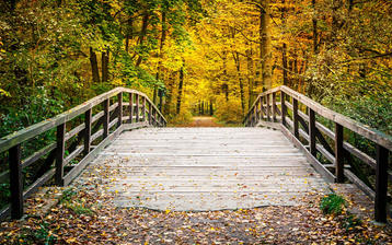 

Фото осень, обои деревянный лес, желтый пейзаж

