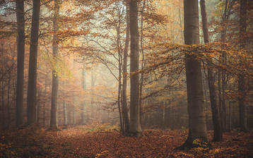 

Картинки осень, фото мрачный лес, туман

